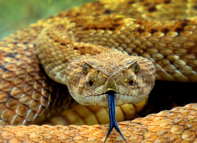 Soñar que una serpiente pica o muerde a otra persona ¿Qué significa?