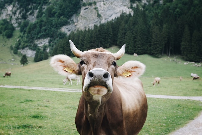 Anoche soñé con una vaca brava, furiosa ¿Qué significado tendrá este sueño?