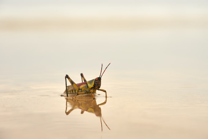 He soñado con saltamontes, ¿Qué significa esto para la vida del soñador?