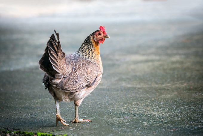 He soñado con gallinas, ¿Qué significa esto para la vida del soñador?