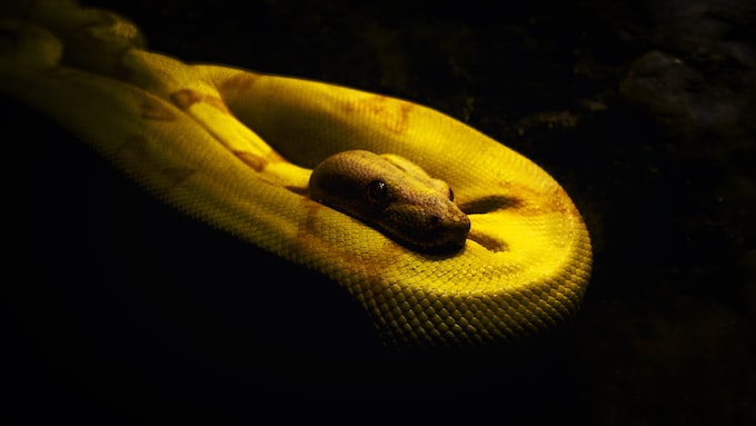 Soñé con una serpiente amarilla, ¿Qué significa esto para mi vida?
