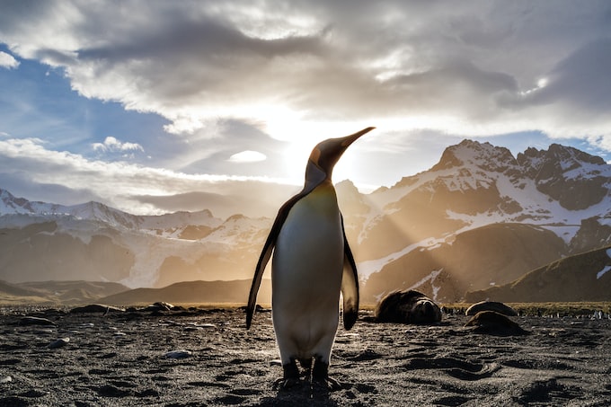 He soñado con pingüinos ¿Qué significan los sueños con estas bonitas aves?