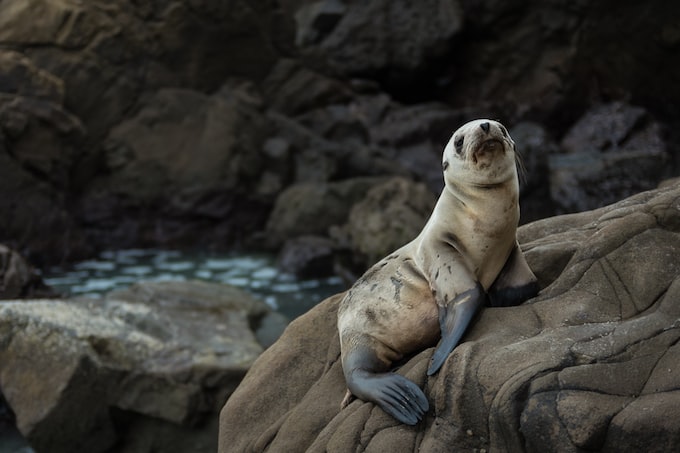 He soñado con un león marino, ¿Qué puede significar este extraño sueño?