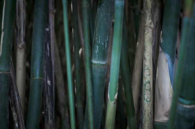 He soñado con bambú, ¿Qué demonios puede significar soñar con esta planta?
