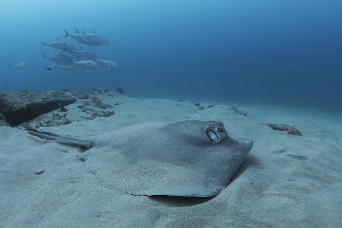 He soñado con una mantarraya ¿Qué significado tiene este sueño tan raro?