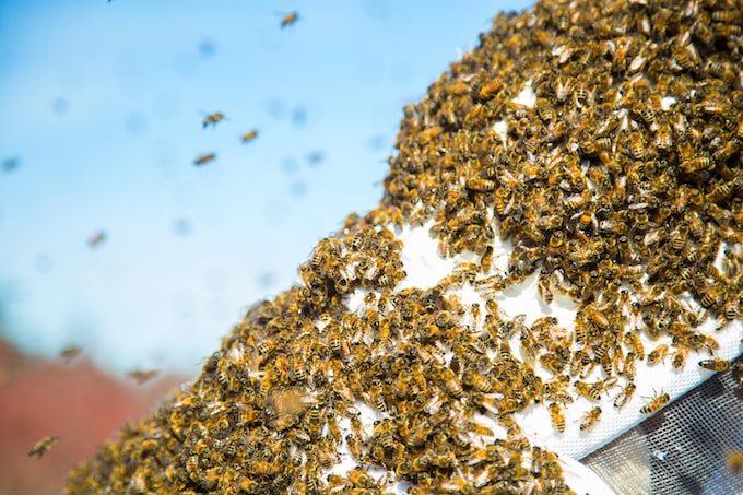 Soñé con un enjambre de abejas, ¿Qué puede simbolizar esto para el soñador?