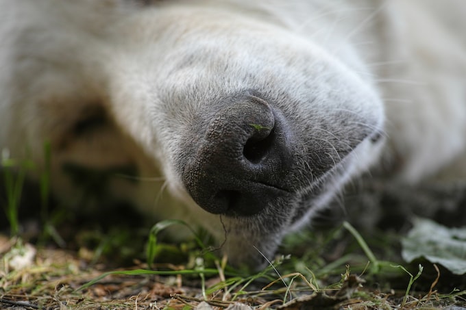 He soñado con un perro que se estaba muriendo, ¿Cómo interpreto este sueño?