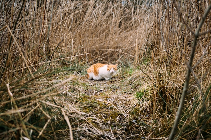 Soñé que un gato se estaba muriendo, ¿Es bueno o malo esto para mi vida?