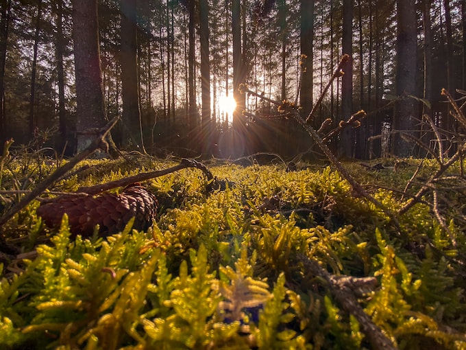 He soñado con un bosque, ¿Qué podría significar este bonito sueño?