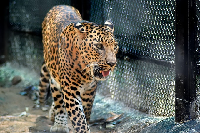 He soñado con un leopardo, ¿Qué me intenta decir mi subconsciente?
