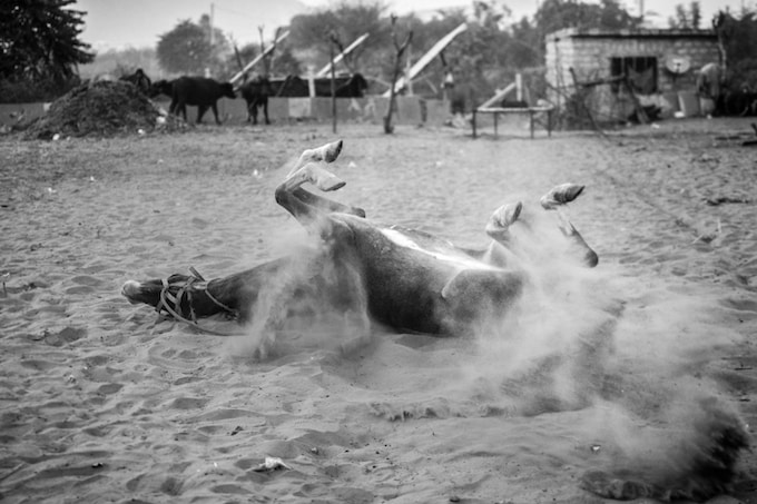 Soñar con un caballo muerto: Diferentes interpretaciones que encajan con tu vida