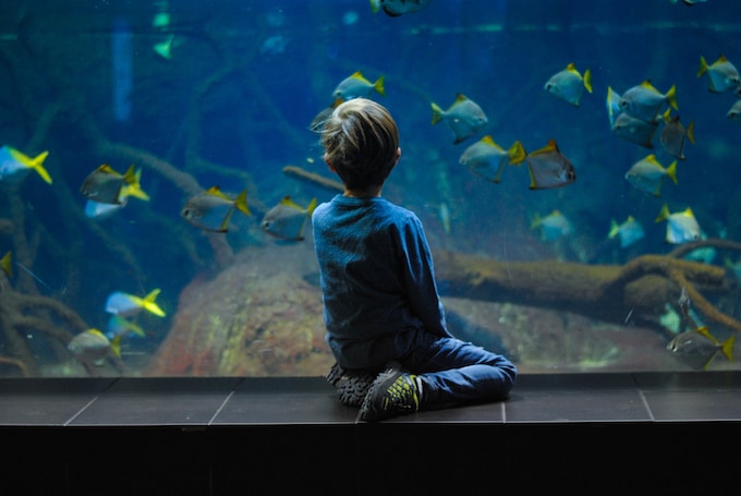 Soñar con un acuario, ¿Qué suele significar este sueño?