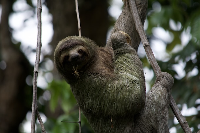 Soñé con un oso perezoso, ¿Qué simboliza este animal en un sueño?