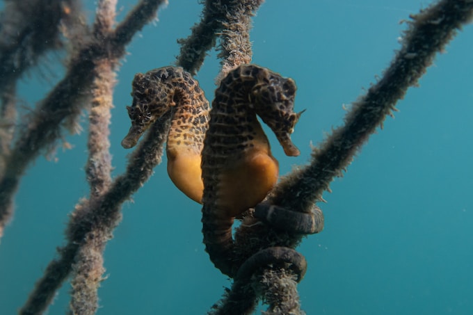 He soñado con un caballito de mar, ¿Qué puede traer esto a mi vida?