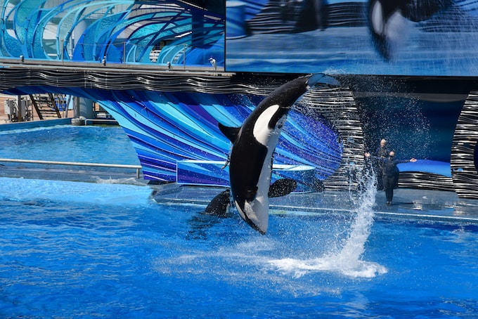 He soñado con una ballena orca, ¿Qué puede significar esto para mi vida?