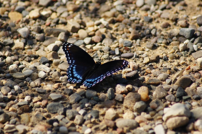 He tenido un sueño con una mariposa negra, ¿Qué puede significar esto?