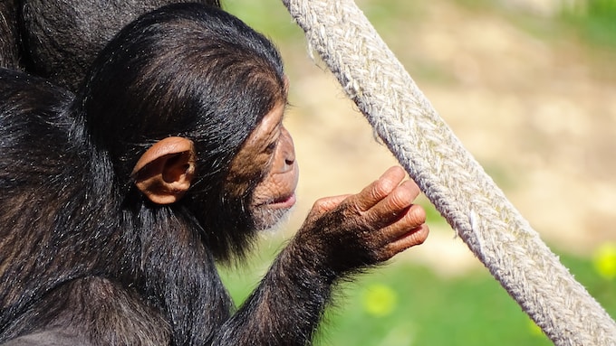 He soñado con un chimpancé, ¿Anuncia esto algo concreto para mi vida?