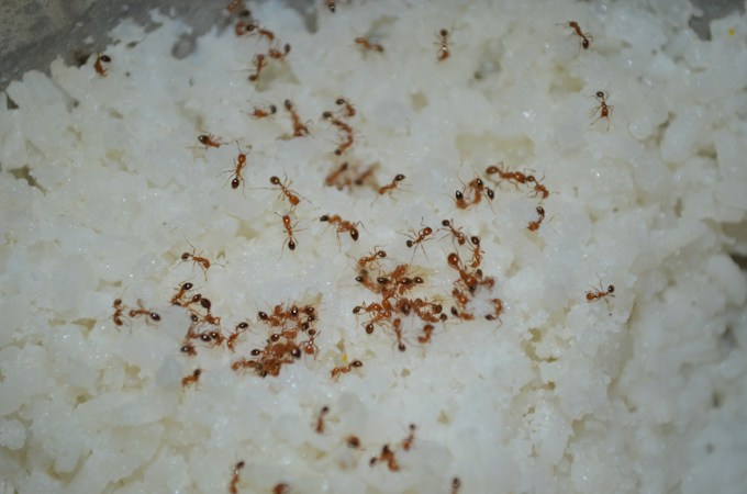 He soñado con hormigas de color blanco, ¿Qué significa esto para la vida del soñador?