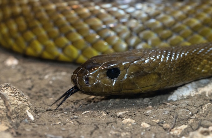 Soñé con una serpiente marrón, ¿Qué puede significar esta pesadilla?