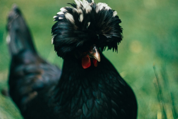 Soñé con una gallina muerta, ¿Anuncia esta pesadilla algo concreto para mi vida?