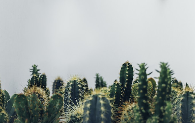 He soñado con cactus, ¿Qué interpretación tiene esto para mi vida?