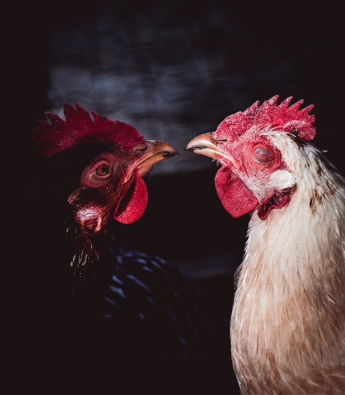 He tenido un sueño dónde aparecián muchos gallos, ¿Qué significa esto en mi vida?