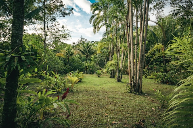 Tuve un sueño con una selva, ¿Qué puede simbolizar esto para mi vida?