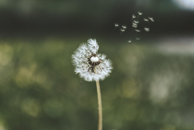 Soñar con el diente de león, ¿Qué significa?