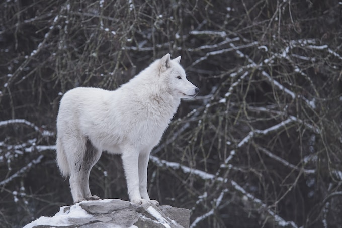 He soñado con un lobo, ¿Qué puede anunciar esta pesadilla para mi vida?