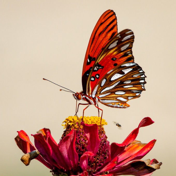 He soñado con mariposas, ¿Qué puede anunciar esto para mi vida?