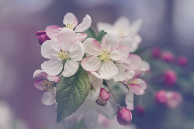 He soñado con flores, ¿Qué puede significar esto para mi vida?