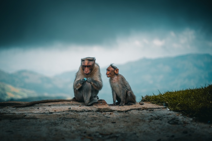 He soñado con monos, ¿Qué significa esto para la vida del soñador?