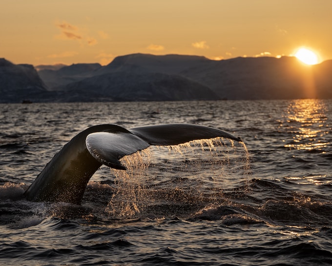 Tuve un sueño con ballenas, ¿Qué significado puede tener esto para mi vida?