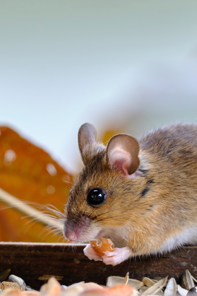 Tuve un sueño con un ratón, ¿Qué significa esto para la vida del soñador?