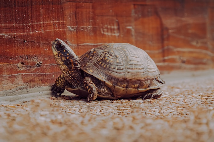 Soñé con una tortuga, ¿Qué puede significar esto para la vida del soñador?