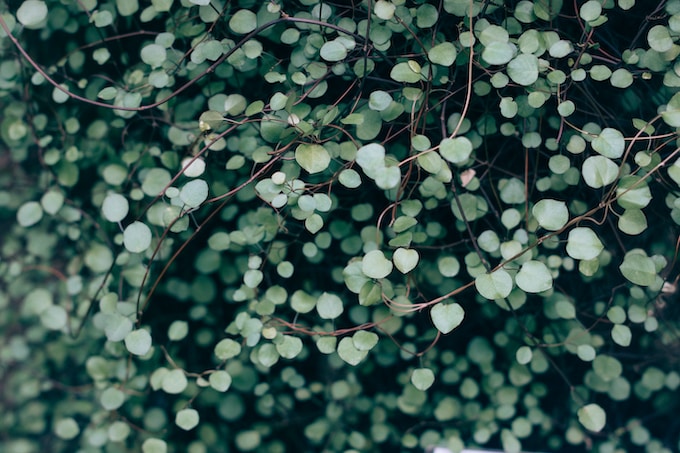 He soñado con plantas verdes, ¿Qué suele significar esto para el soñador?