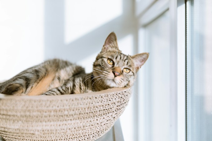 He soñado con una gata pariendo, ¿Qué anuncia esto para mi vida?