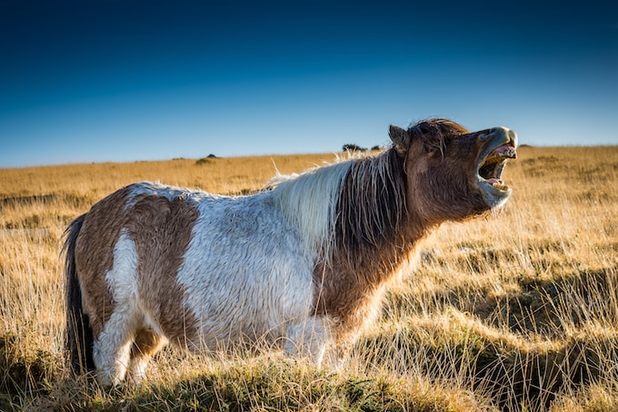 He soñado con un poni, ¿Qué significa esto para la vida del soñador?