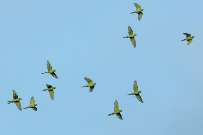 He soñado con aves, ¿Qué puede simbolizar esto en relación a mi vida?