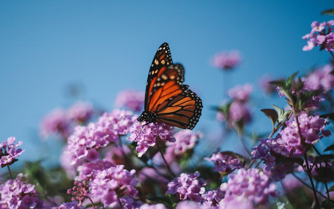 Soñé con una mariposa, ¿Qué suele simbolizar esto para el soñador?