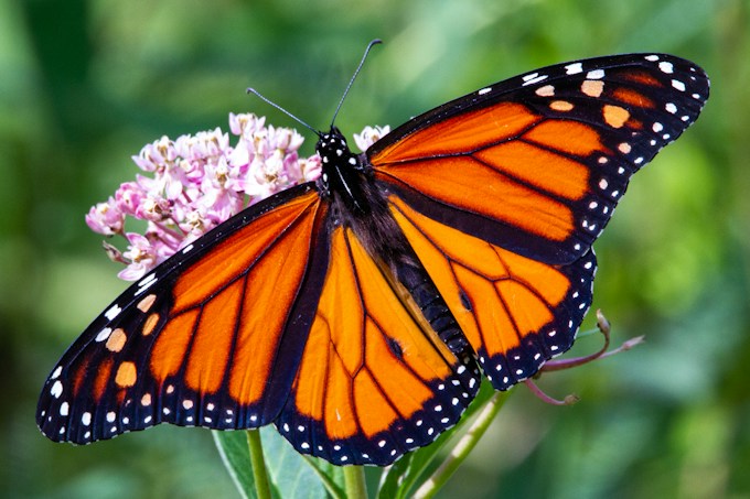 Soñé con una mariposa monarca, ¿Qué significa esto para la vida del soñador?