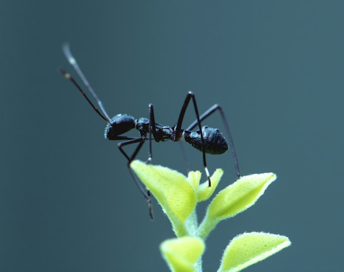 He soñado con hormigas, ¿Qué interpretación tiene esto para mi vida?