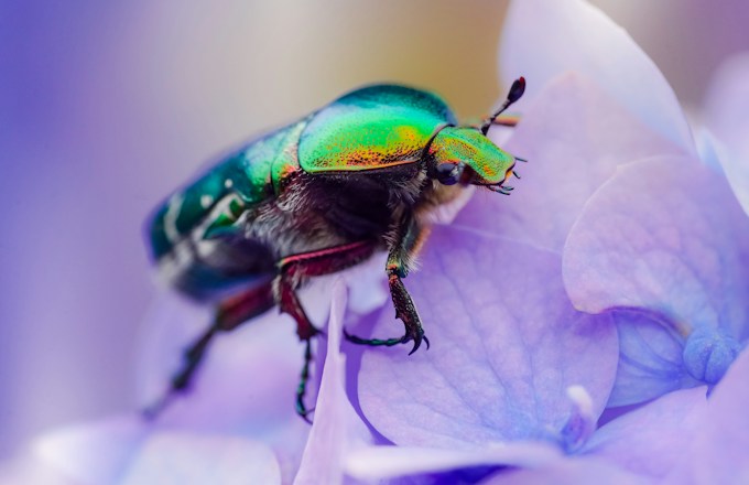 He soñado con escarabajos, ¿Anuncia esto algo concreto para mi vida?
