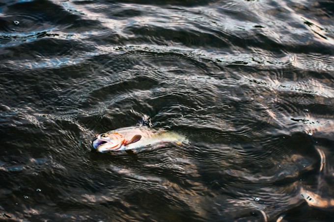 Soñé con peces muertos, ¿Qué interpretación tiene esto para mi vida?