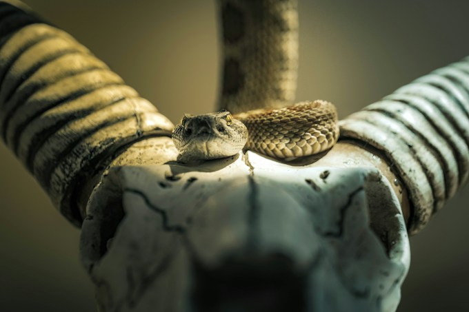 Soñé con una serpiente de cascabel, ¿Qué puede simbolizar esto para mi vida?