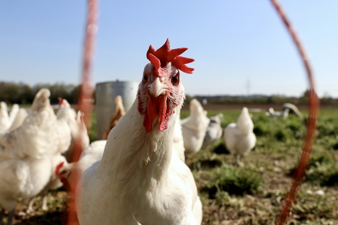 Tuve un sueño con una gallina, ¿Qué puede simbolizar esto para mi vida?