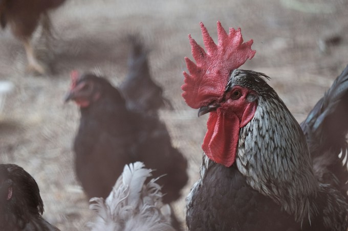 Tuve un sueño dónde aparecía una gallina negra, ¿Qué puede significar esto para el soñador?