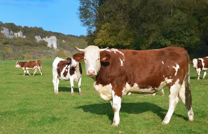 Tuve un sueño con una vaca, ¿Qué significa esto para la vida del soñador?