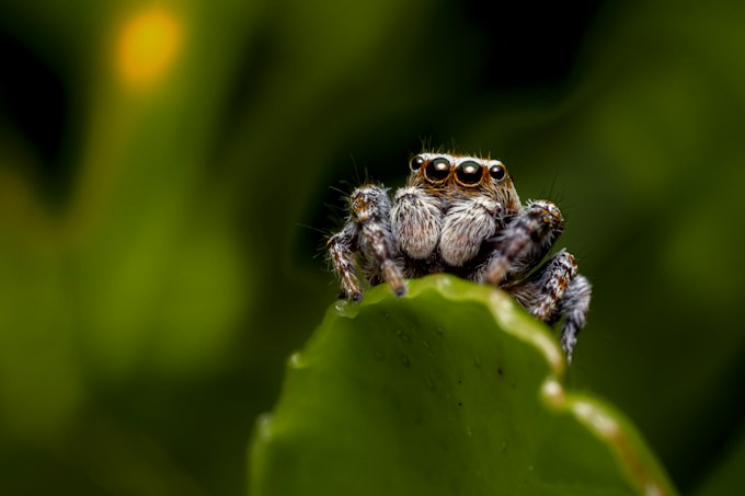 Soñé con una araña o varias arañas, ¿Qué puede significar esto para el soñador?