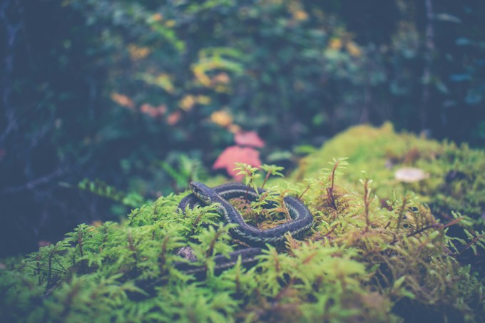 Soñé con una serpiente de coral, ¿Qué puede simbolizar esto para el soñador?